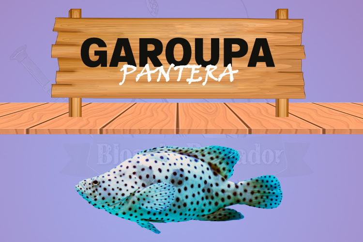 garoupa pantera