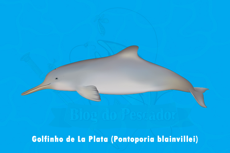 golfinho de La Plata (pontoporia blainvillei)