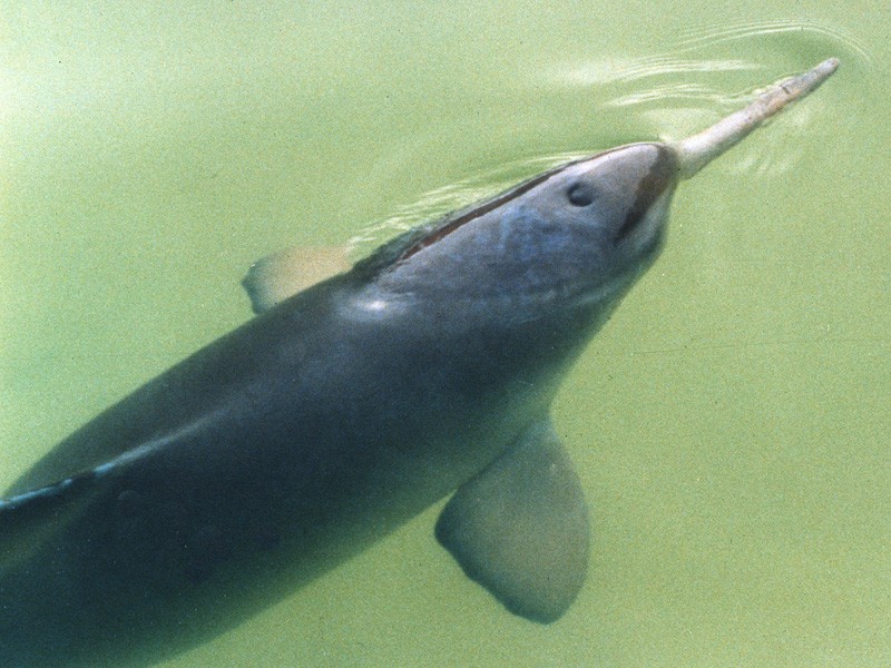 golfinho de La Plata