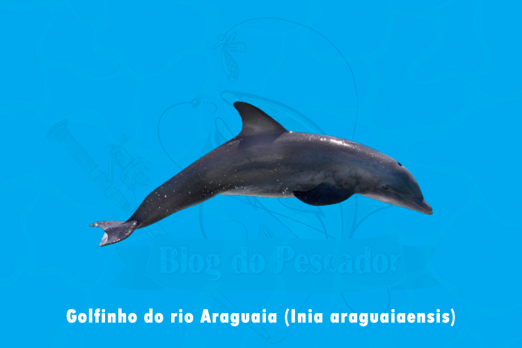 golfinho do rio araguaia ( inia araguaiaensis)