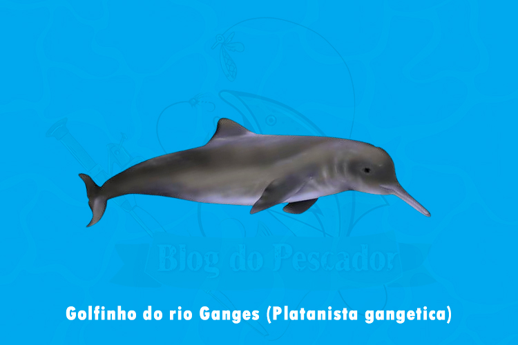 golfinho do rio ganges (platanista gangetica)