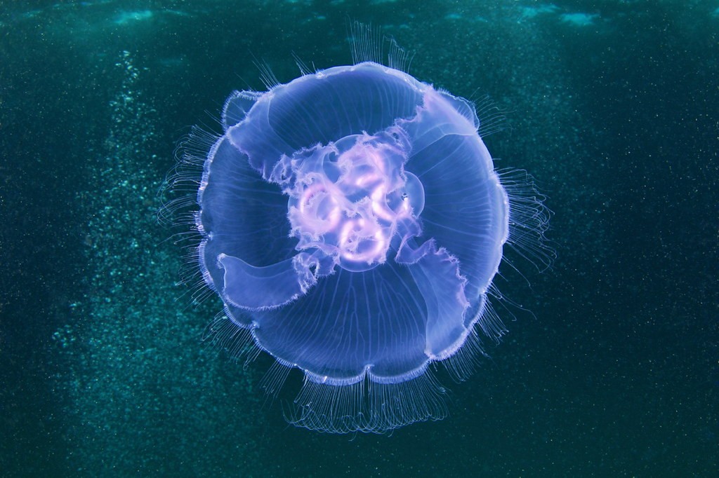 habitat da agua-viva medusa-da-lua