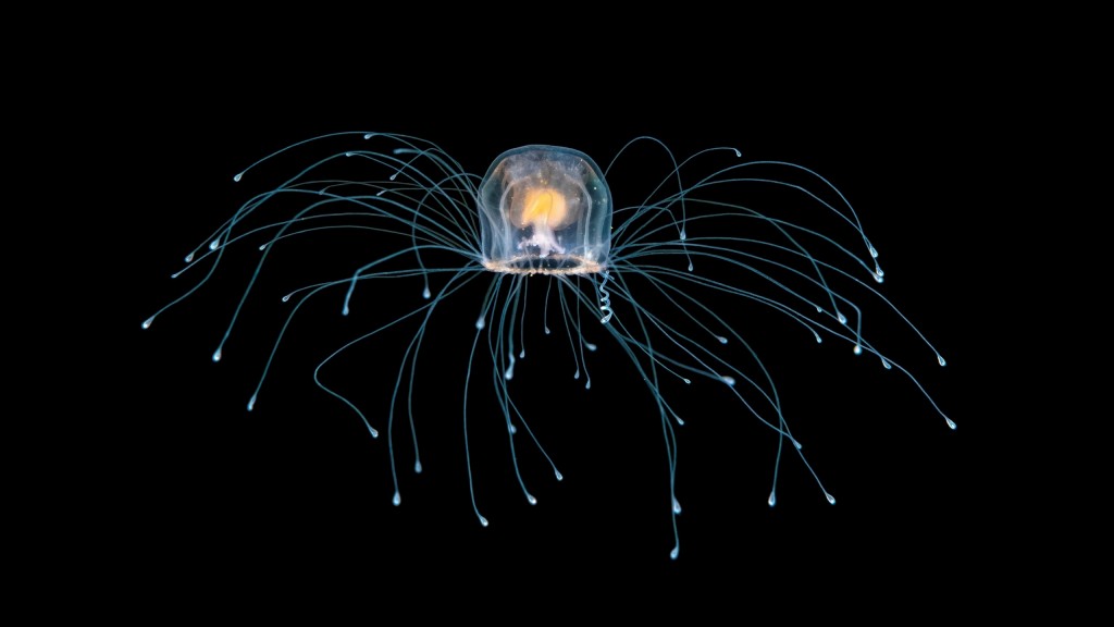 medusa imortal