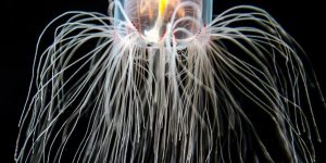 medusa imortal