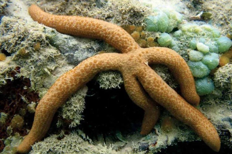 onde encontrar a estrela-do-mar comum