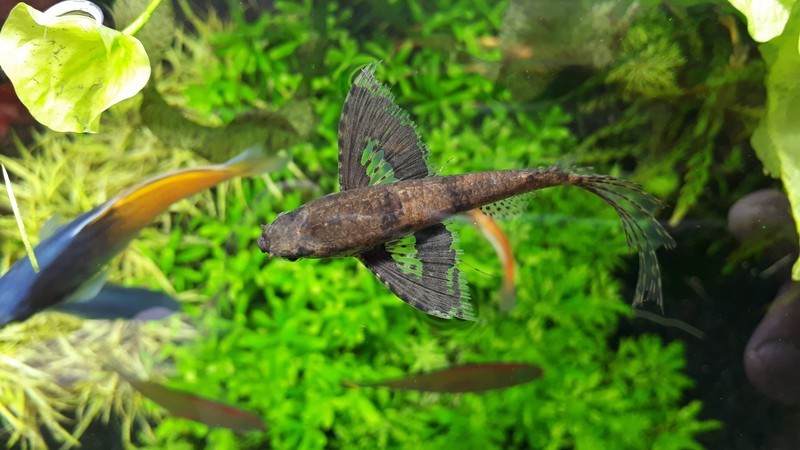 peixe borboleta africana