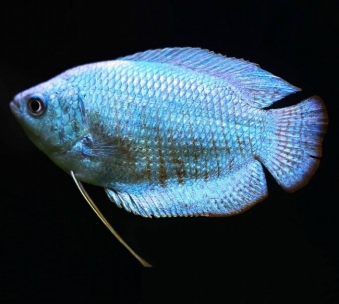 peixe colisa azul