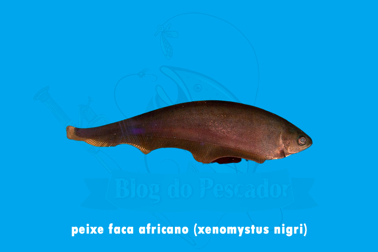 peixe faca africano – xenomystus nigri