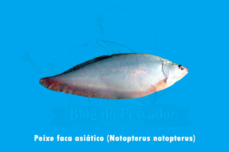peixe faca asiatico - notopterus notopterus