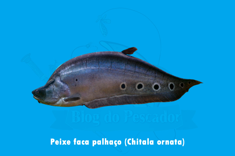 peixe faca palhaco - chitala ornata
