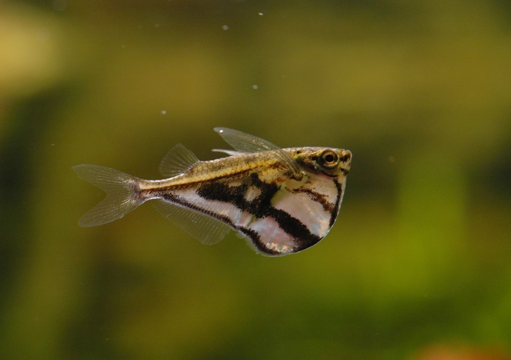 peixe-machado-marmorizado