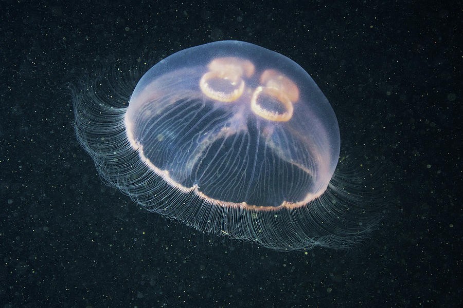 reproducao da agua-viva medusa-da-lua