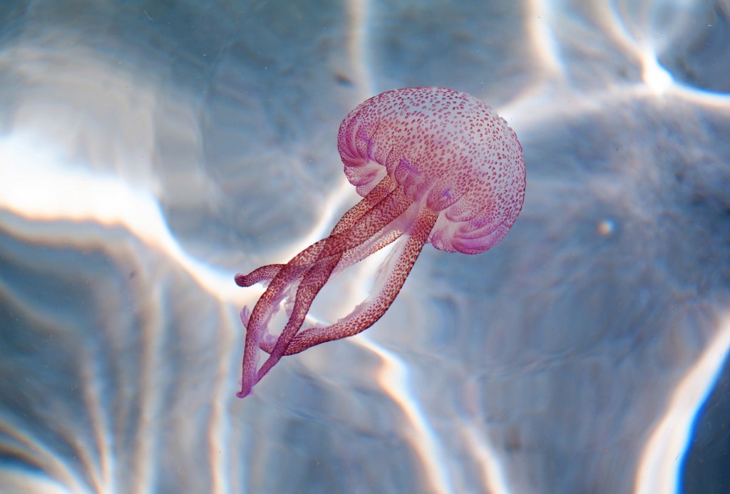 reproducao da medusa luminescente
