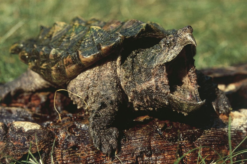 tartaruga-aligator