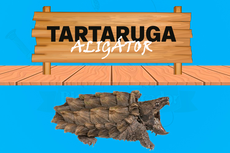 tartaruga aligator