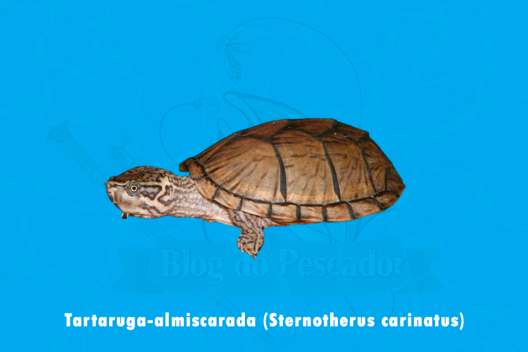 tartaruga-almiscarada (sternotherus carinatus)