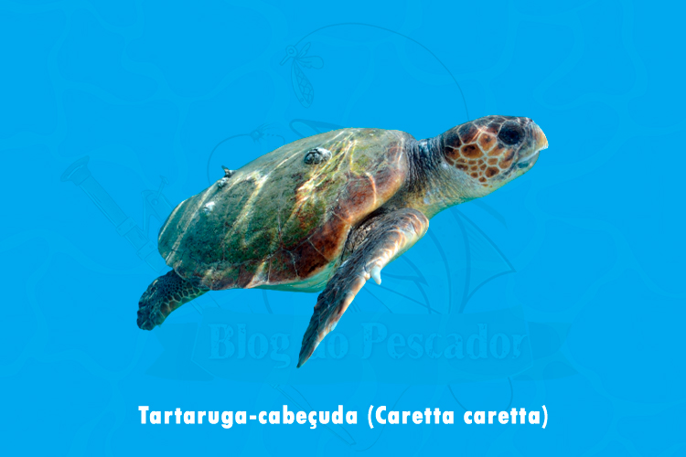 tartaruga-cabeçuda (Caretta caretta)