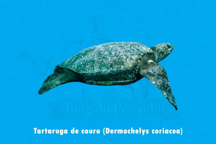 tartaruga de couro (Dermochelys coriacea)