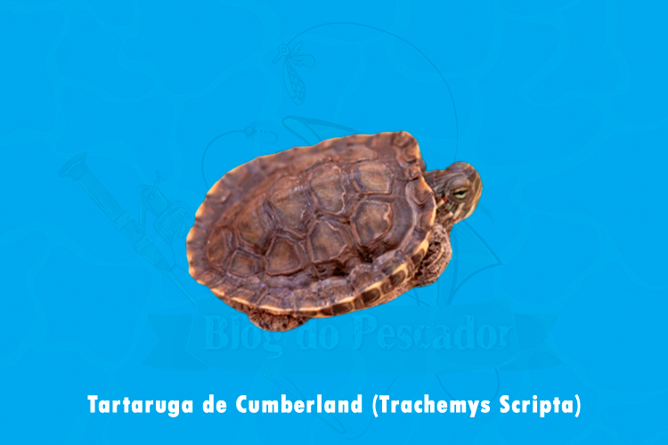 tartaruga de cumberland ( trachemys Scripta)