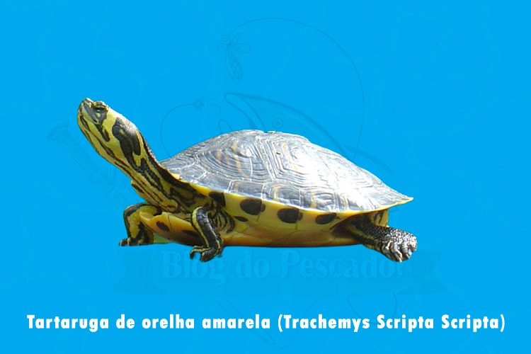 tartaruga de orelha amarela (trachemys Scripta Scripta)