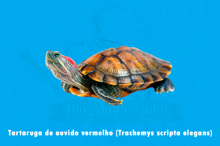 tartaruga de ouvido vermelho (trachemys scripta elegans)