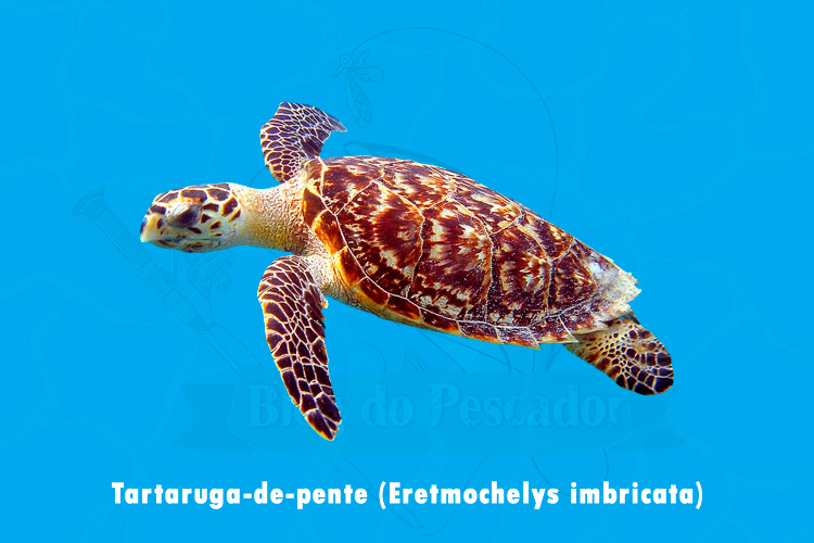 tartaruga-de-pente (Eretmochelys imbricata)