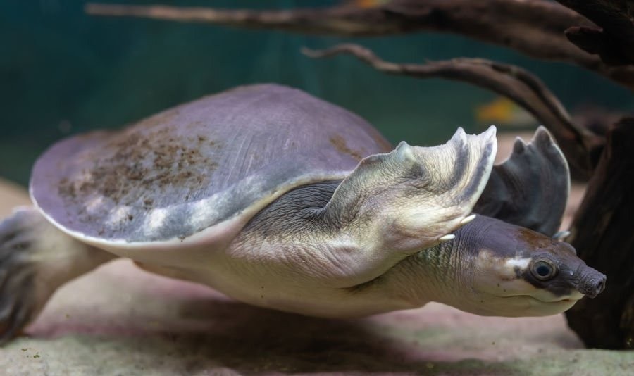  tartaruga nariz de porco