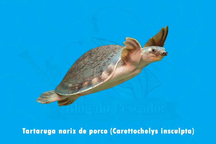 tartaruga nariz de porco (carettochelys insculpta)