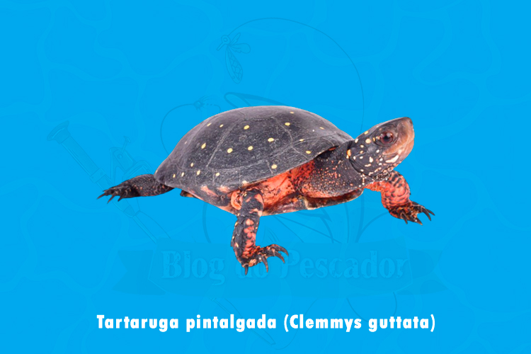 tartaruga pintalgada (clemmys guttata )