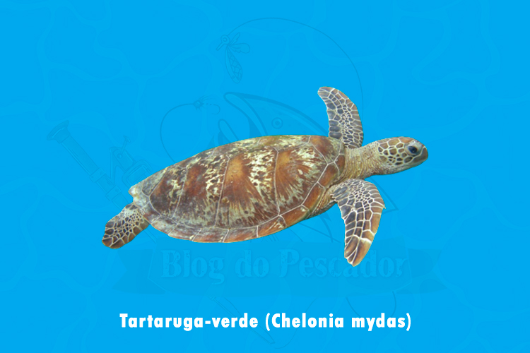 tartaruga-verde (Chelonia mydas)