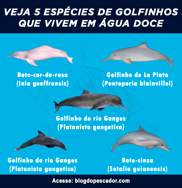 tipos de golfinhos que vivem em água doce