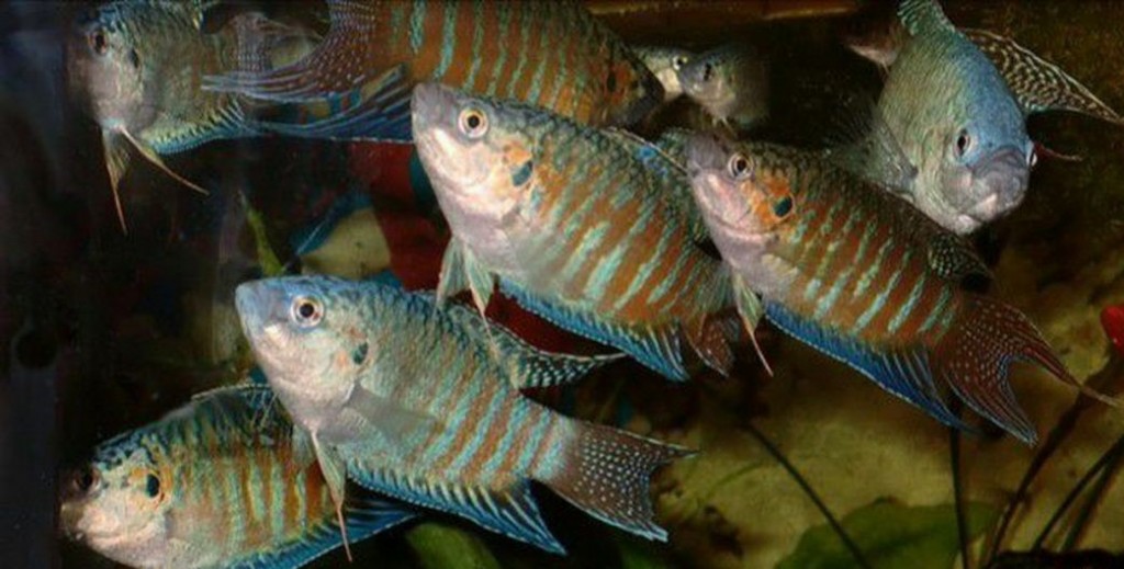 Caracteristicas do peixe colisa fasciata