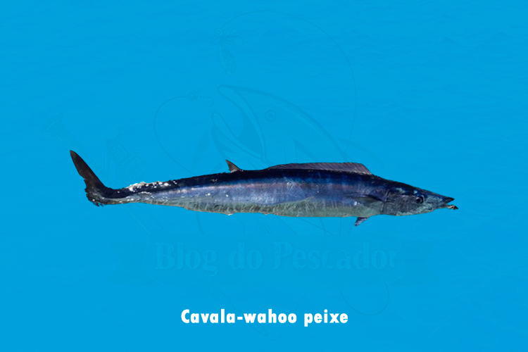 Cavala-wahoo peixe