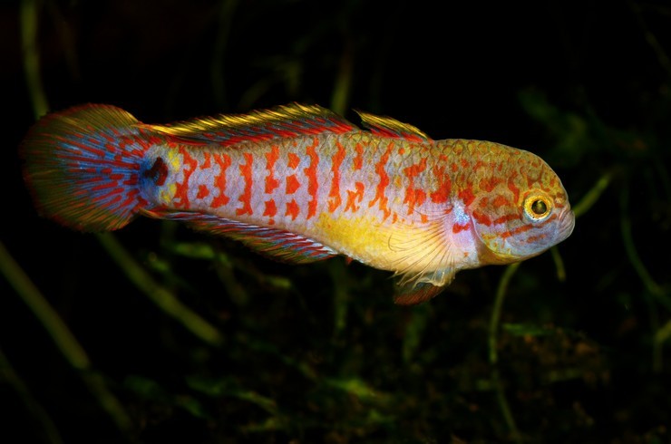 Goby Pavao