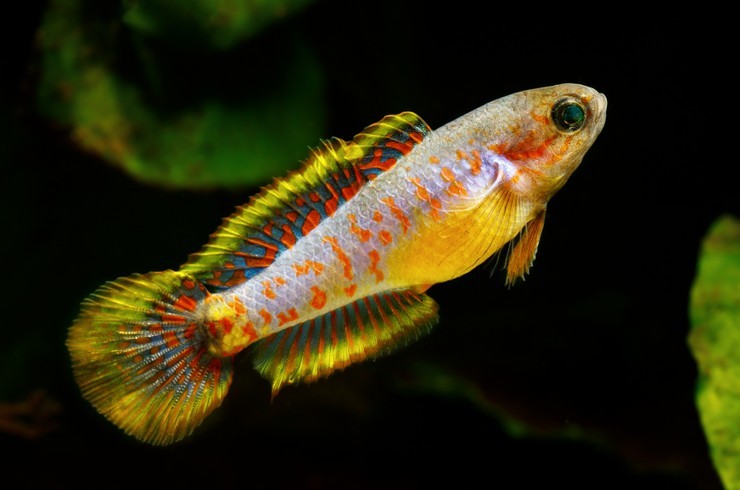 Goby Pavao