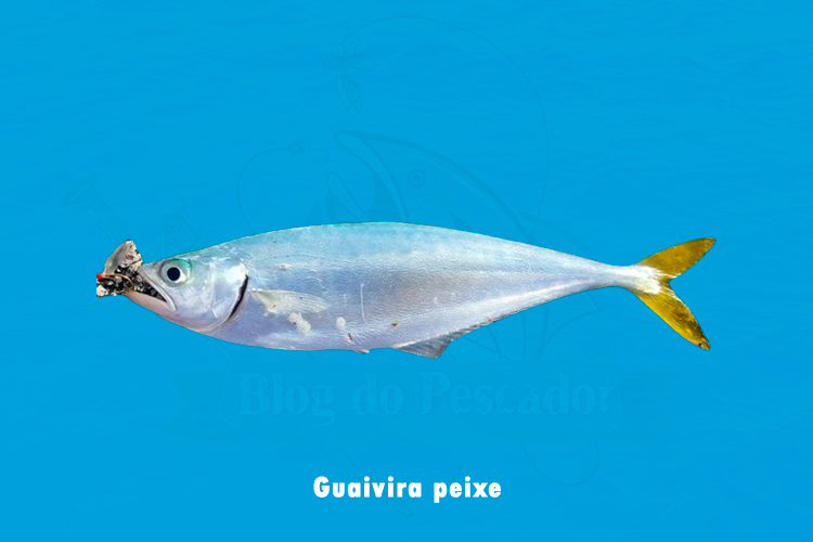 Guaivira peixe