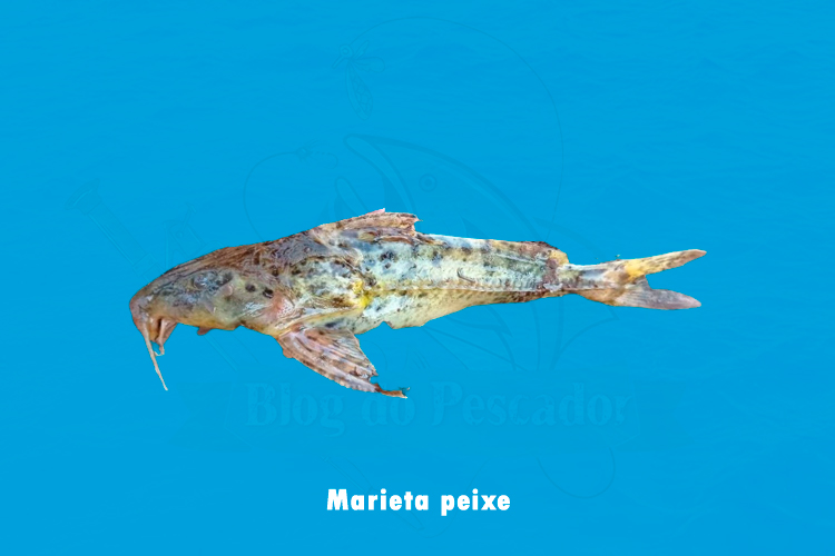 Marieta peixe