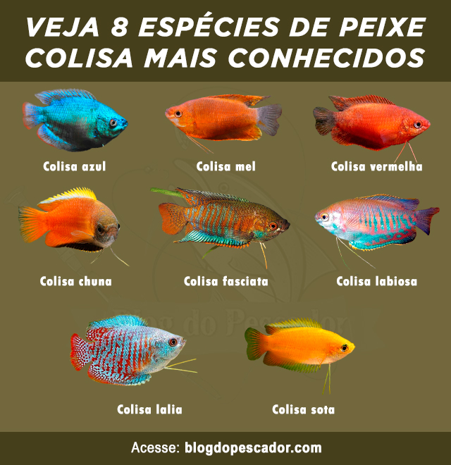 Tipos de peixe colisa mais conhecidos