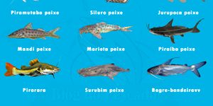 Tipos de peixes de couro de água doce