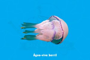 5 Tipos de água viva: características, informações e muito mais | Blog ...