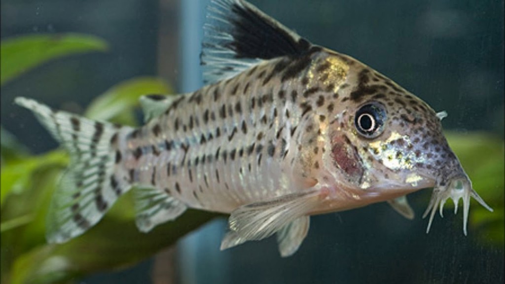 alimentacao do coridora pimenta em aquario