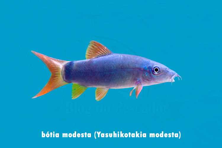 botia modesta (yasuhikotakia modesta )
