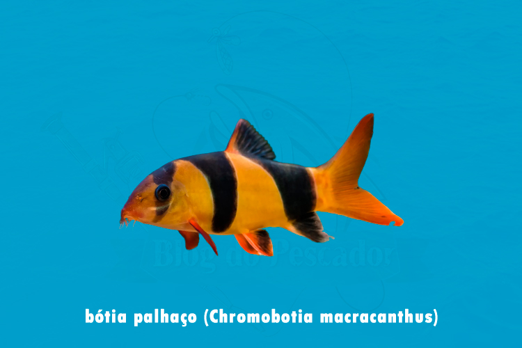botia palhaco (chromobotia macracanthus)