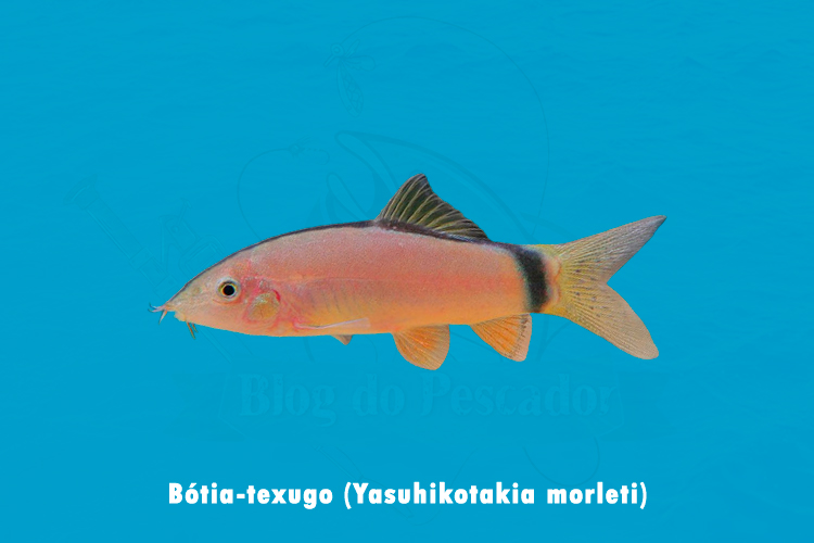 botia-texugo (yasuhikotakia morleti )