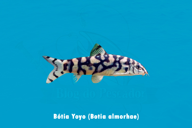 botia yoyo ( botia almorhae )