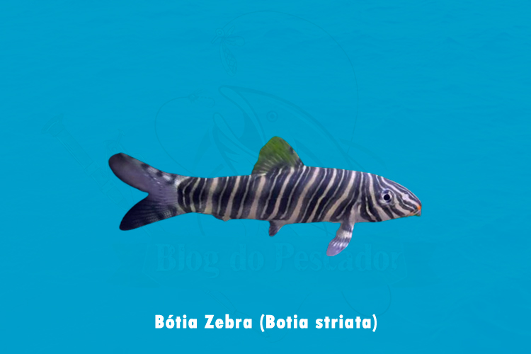 botia zebra ( botia striata)