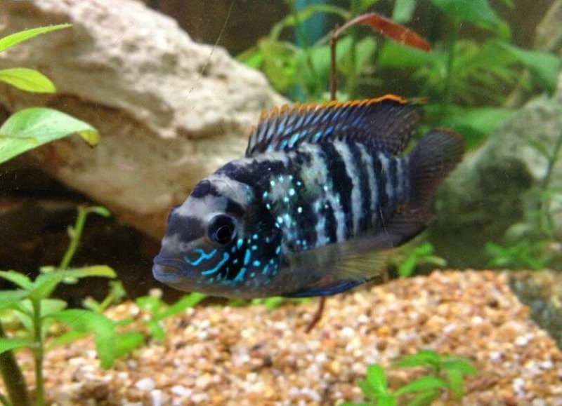 características do peixe acara azul