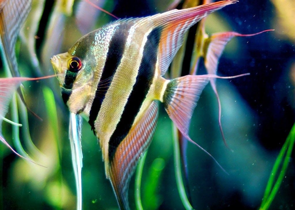características do peixe acara-bandeira-altum