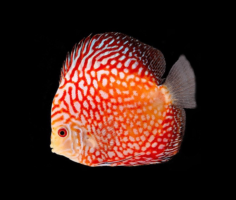 características do peixe acara-disco vermelho