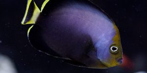 caracteristicas do peixe-anjo-azul-filipino